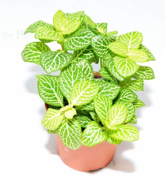 Fittonia MIX